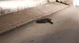 Yaralı kedi vatandaşlar ve polis ekibinin çabasıyla barınağa götürüldü