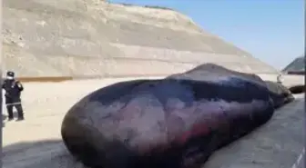 Son dakika haber! Çin'de 18 metrelik ölü ispermeçet balinası kıyıya vurdu