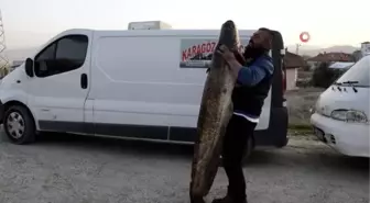 Gölhisar'da ender büyüklükte yakalanan yayın balığı görenleri hayrete düşürdü