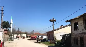 Çanakkale'ye yılın ilk leyleği geldi