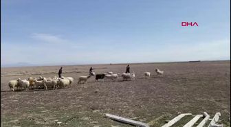 Son Dakika | Jandarma, kayıp koyunları dronla buldu