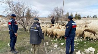 Kayıp koyunları jandarma ekipleri drone ile buldu