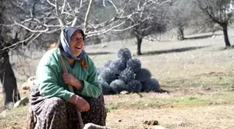 Fatma teyzenin 62 yıllık çobanlık hikayesi