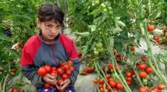 Sokağa çıkma kısıtlaması kalktı domates üreticisinin yüzü güldü