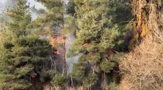 Kış mevsiminde orman yangını paniğe neden oldu