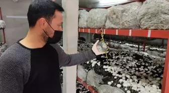 Üniversiteli girişimcinin ürettiği mantarlar kapış kapış satılıyor