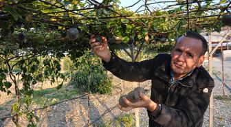 Antalya'da 20 dekar alana passiflora meyvesi eken çiftçi, 3 milyon lira kazanacak