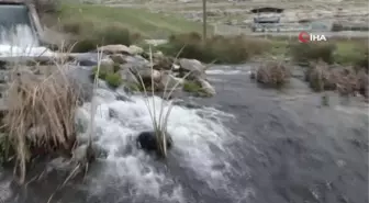 Koruma altındaki nilüfer çiçekleri kirlilikle boğuşuyor