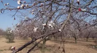 Kayısı başkenti Malatya'da kayısı çiçekleri açtı