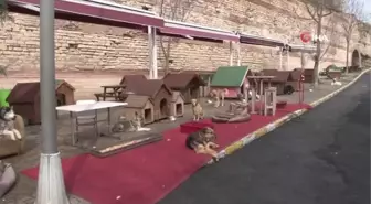 Tren istasyonunda ayağı kopan köpek sağlığına kavuştu