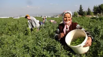 Mersin'den Irak'a ihraç edilen baklada hasat sona erdi