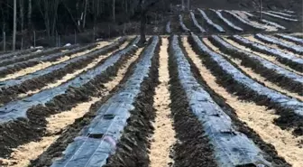 Sinop'un yeni gözdesi 'mavi yemiş'