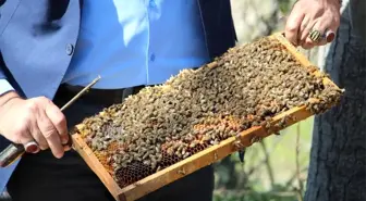 Arılar çiçekle buluştu, yetiştiriciyi ilaçlama korkusu sardı