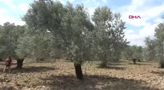 BALIKESİR Zeytin yeterli soğuk almadı, üretici de ürün endişesi başladı