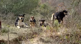 Çiğ etle beslenen köpekler mahallede tehlike saçıyor