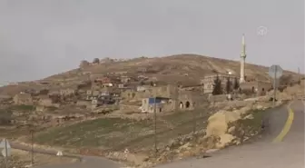 İstanbul'un stresinden bıktı huzuru memleketi Mardin'de diktiği yüzlerce ağaçta buldu