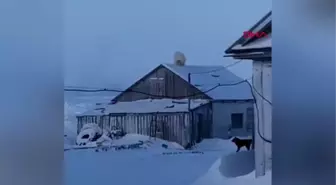 Rusya'da kutup ayısı, evin çatısına çıktı