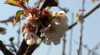 Erkenci kirazlar çiçek açtı, bahçeler beyaza büründü