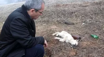 Ormana terk edilen sokak hayvanlarına kaymakam şefkati