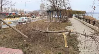 Van'da piknik alanındaki ağaçlar kesilip, göle atıldı