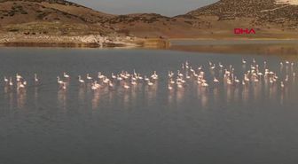 Son dakika haberi: BURDUR Yarışlı Gölü'nün misafirleri flamingolar geldi