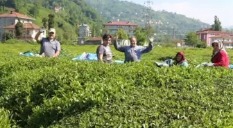 Karadeniz'e 'çay göçü' öncesi kritik 'vaka' uyarısı: Aynı hatanın tekrarı gibi olur