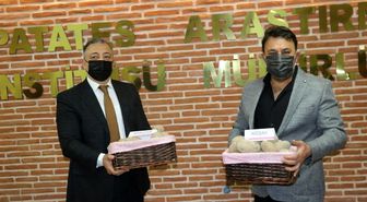 Yerli patates tohumları Saruhan ve Niğşah satıldı