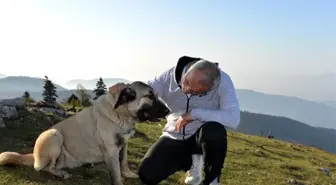 Hendek Belediyesi sokak hayvanlarını sıcak yuvaları ile kavuşturuyor