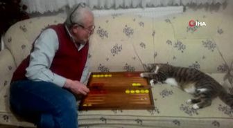 Sahibiyle tavla oynayan kedi, sosyal medyanın ilgi odağı oldu