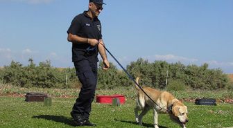 ABD'deki Nascar yarışında köpekler Kovid-19 taraması yapacak