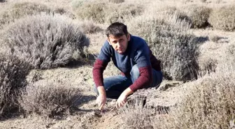 'Mor deniz' lavanta da bahar bakımı zamanı