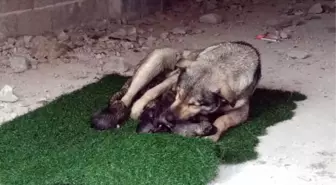 Yağmurlu havada doğum yapan köpek ile 10 yavrusuna mahalleli sahip çıktı