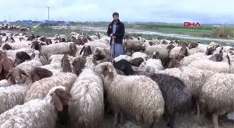 ADANA Baba mesleği hayvancılığa devam eden İpek ailesi, yaşamlarını çadırda sürdürüyor