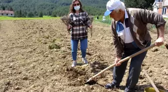 Manavgat'ta üreticilere 3 bin adet lavanta fidesi dağıtıldı