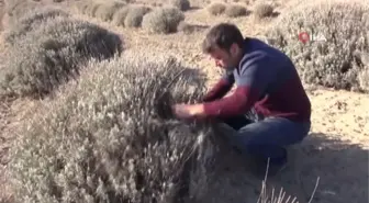 'Mor deniz' lavanta da bahar bakımı zamanı