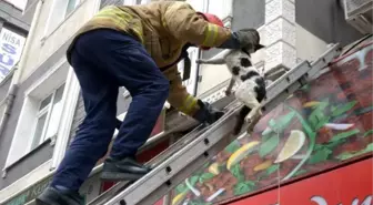 Son dakika haberleri! AVCILAR'DA KORKUNCA REKLAM TABELASININ ÜZERİNE KAÇIP MAHSUR KALAN KEDİYİ İTFAİYE KURTARDI