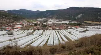 Karadeniz'in sebze üssü Amasya'da domates fideleri toprakla buluştu