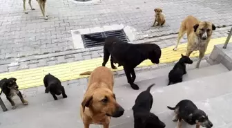 Orhaneli'de sahipsiz köpekler toplandı