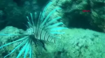 Kekova'da Rus turist hareketliliği