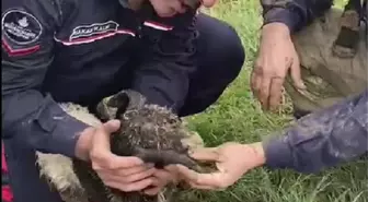 AVCILAR'DA ÇUKURA DÜŞEN OĞLAK KURTARILDI