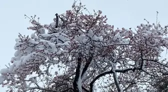 Yalancı bahara aldanıp çiçek açan ağaçlar kar altında kaldı