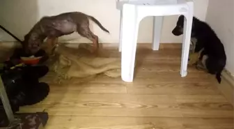 Donmak üzere olan köpek yavrularına yardım eli uzattı
