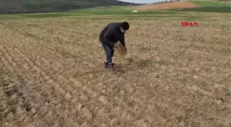 EDİRNE Sararan buğday tarlaları, ayçiçeğini bekliyor
