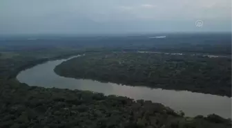 Kolombiya Amazonları'ndaki biyoçeşitlilik