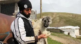 Beş ayaklı engelli köpek yürüyemiyor