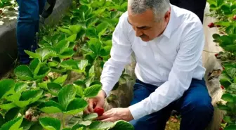 Milletvekili Savaş çilek üreticisine bereketli hasat sezonu diledi