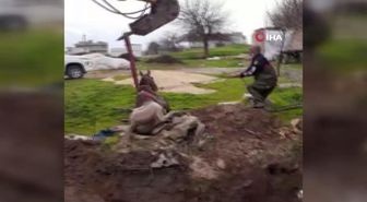 Son dakika haberi... Şanlıurfa'da fosseptik çukuruna düşen yarış atı kurtarıldı