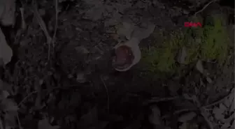 AYDIN Kuşadası'nda ölümsüzlük mantarı bulundu