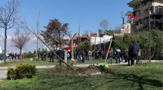 İSTANBUL-Üsküdar'da izinsiz kesilen ağaçların yerine yenisini 'çınarlar' dikti