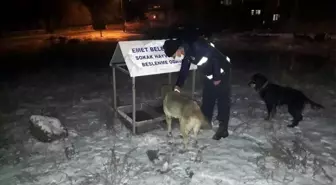 Karantinada sokak hayvanları unutulmadı